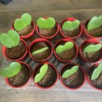 Hoya kerrii  (Voskovka srdiečková) - výška 7 cm, kont. P6 - dekoračný kvetináč